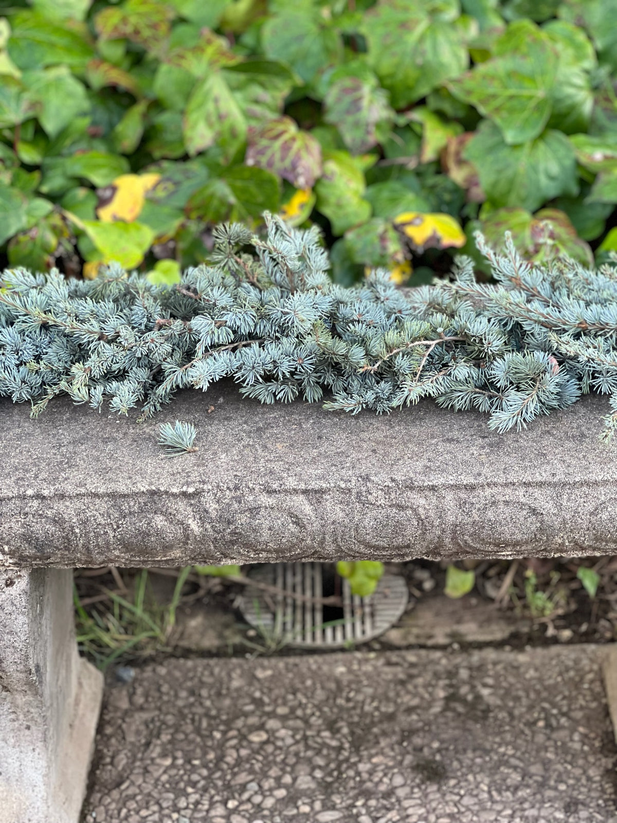 Fresh Blue Atlas Cedar Garland