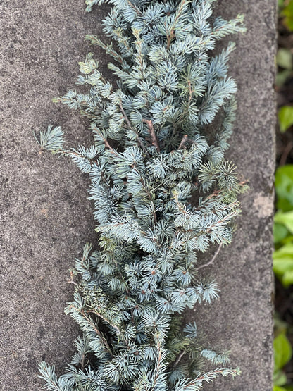 Fresh Blue Atlas Cedar Garland