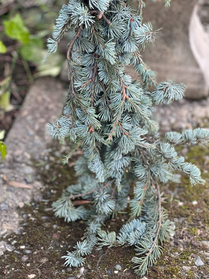 Fresh Blue Atlas Cedar Garland