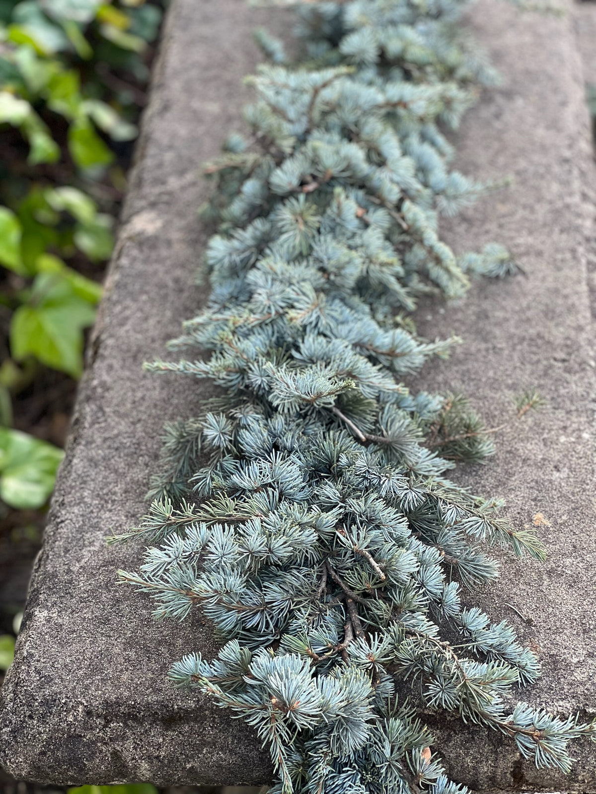 Fresh Blue Atlas Cedar Garland