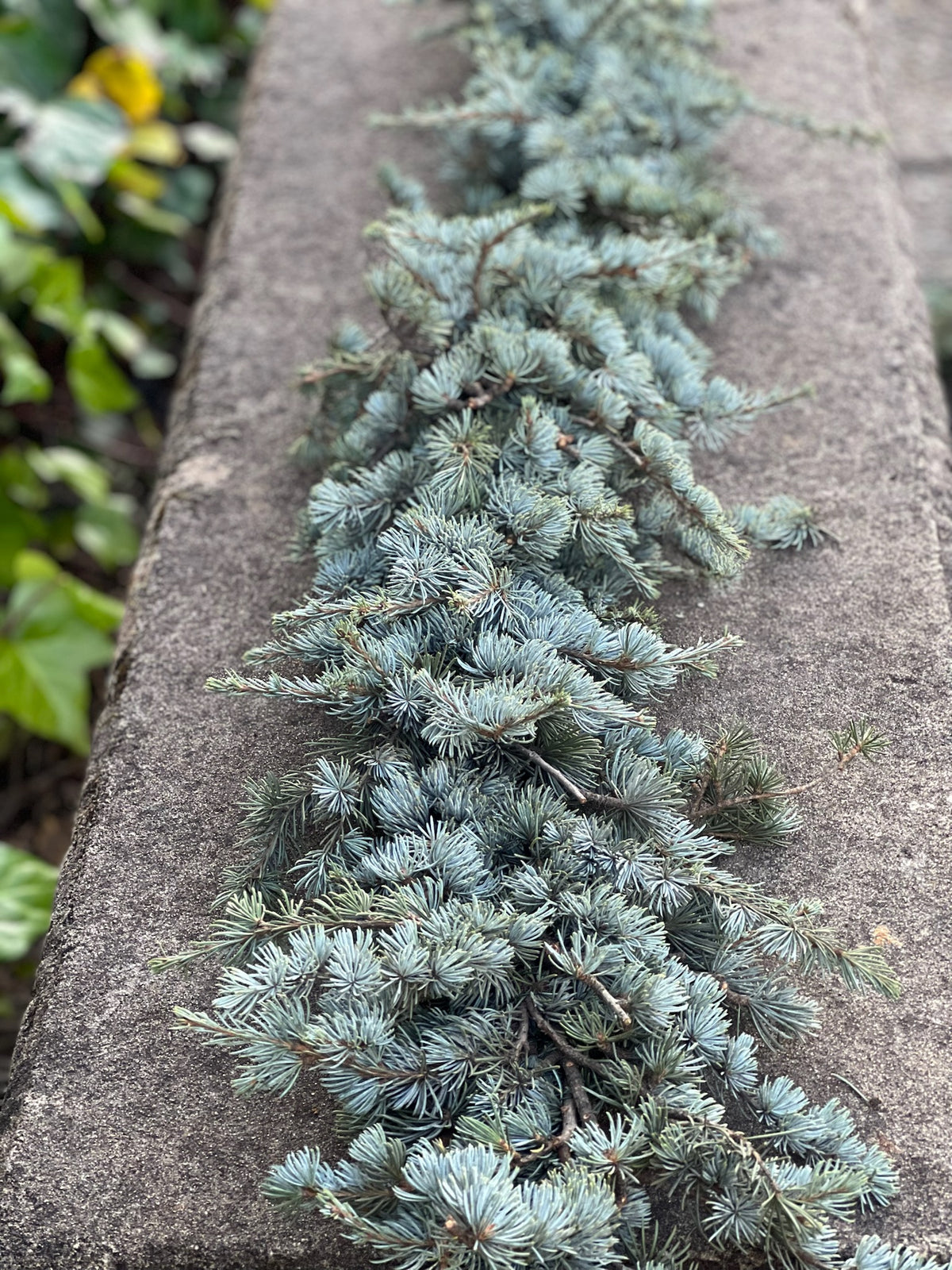 Fresh Blue Atlas Cedar Garland