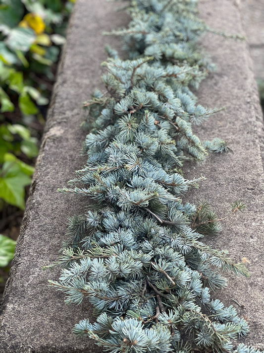 Fresh Blue Atlas Cedar Garland