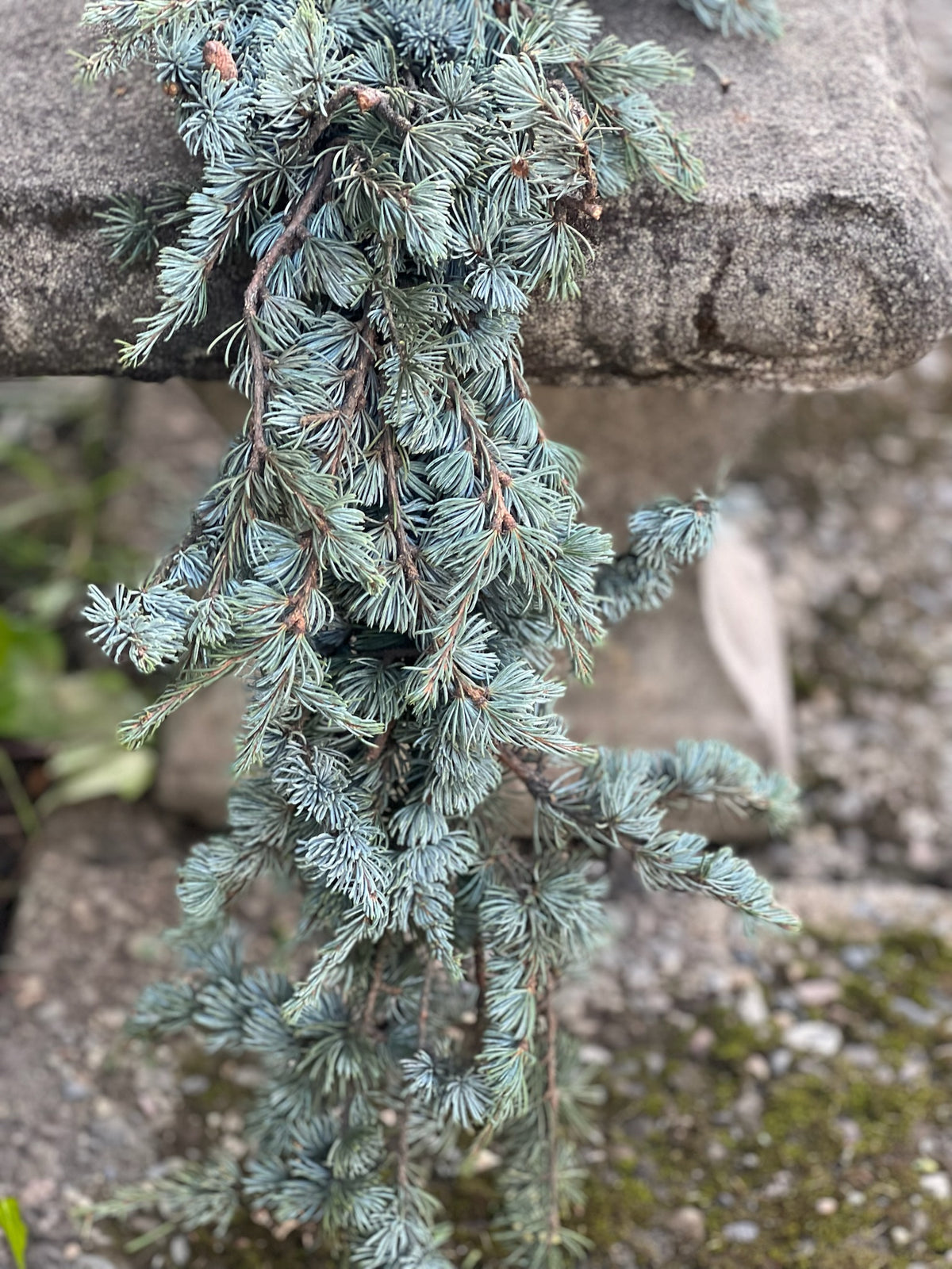 Fresh Blue Atlas Cedar Garland