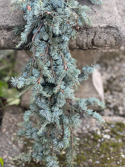 Fresh Blue Atlas Cedar Garland