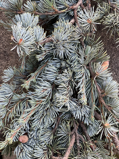 Fresh Blue Atlas Cedar Garland