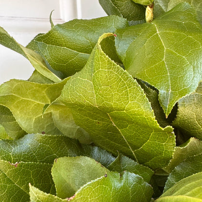 Lemon Leaf with Preserved Lemon Slices Wreath