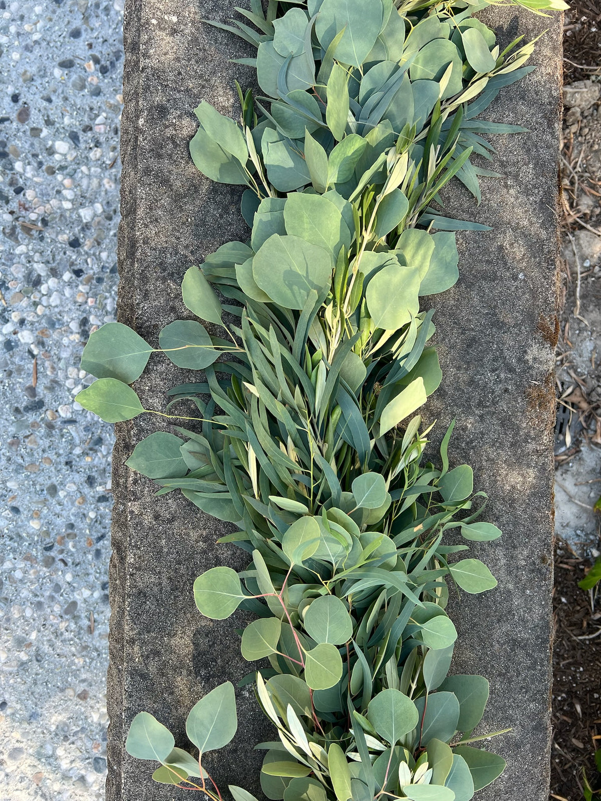 Fresh Willow Eucalyptus, Olive, and Silver Dollar Eucalyptus Garland