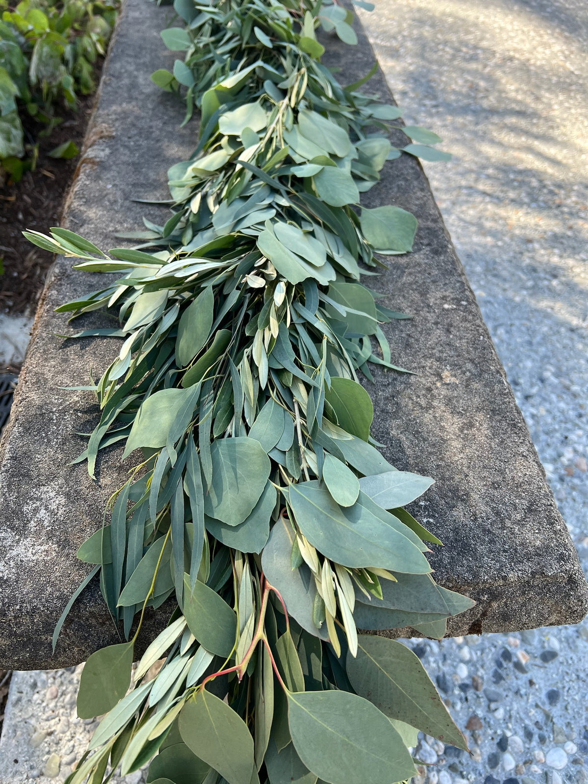 Fresh Willow Eucalyptus, Olive, and Silver Dollar Eucalyptus Garland