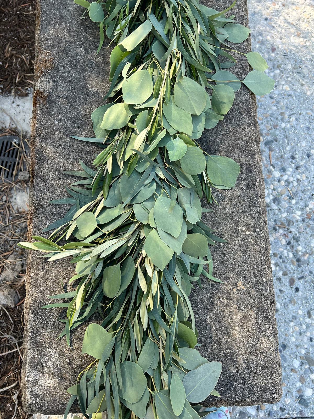 Fresh Willow Eucalyptus, Olive, and Silver Dollar Eucalyptus Garland