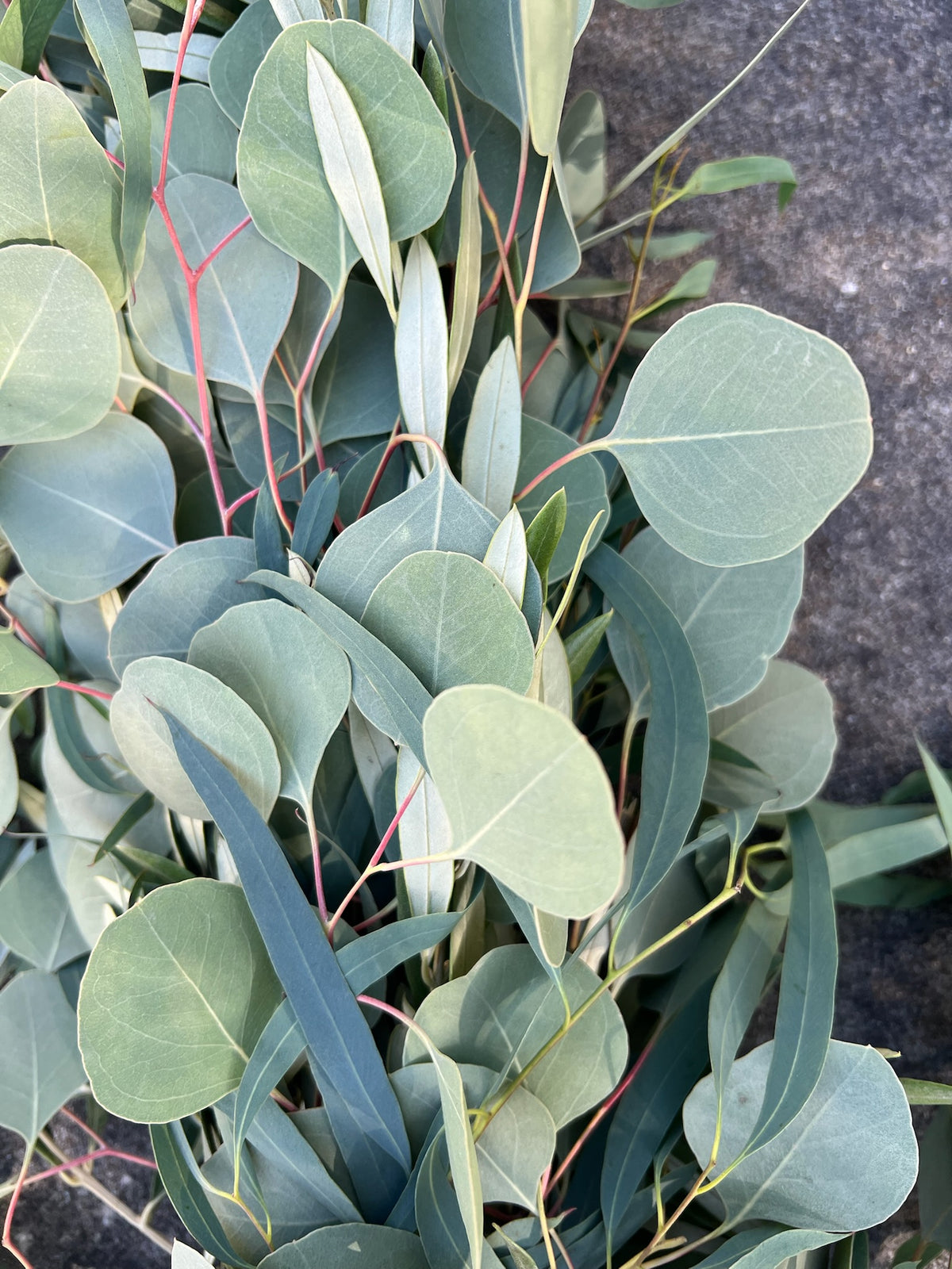 Fresh Willow Eucalyptus, Olive, and Silver Dollar Eucalyptus Garland