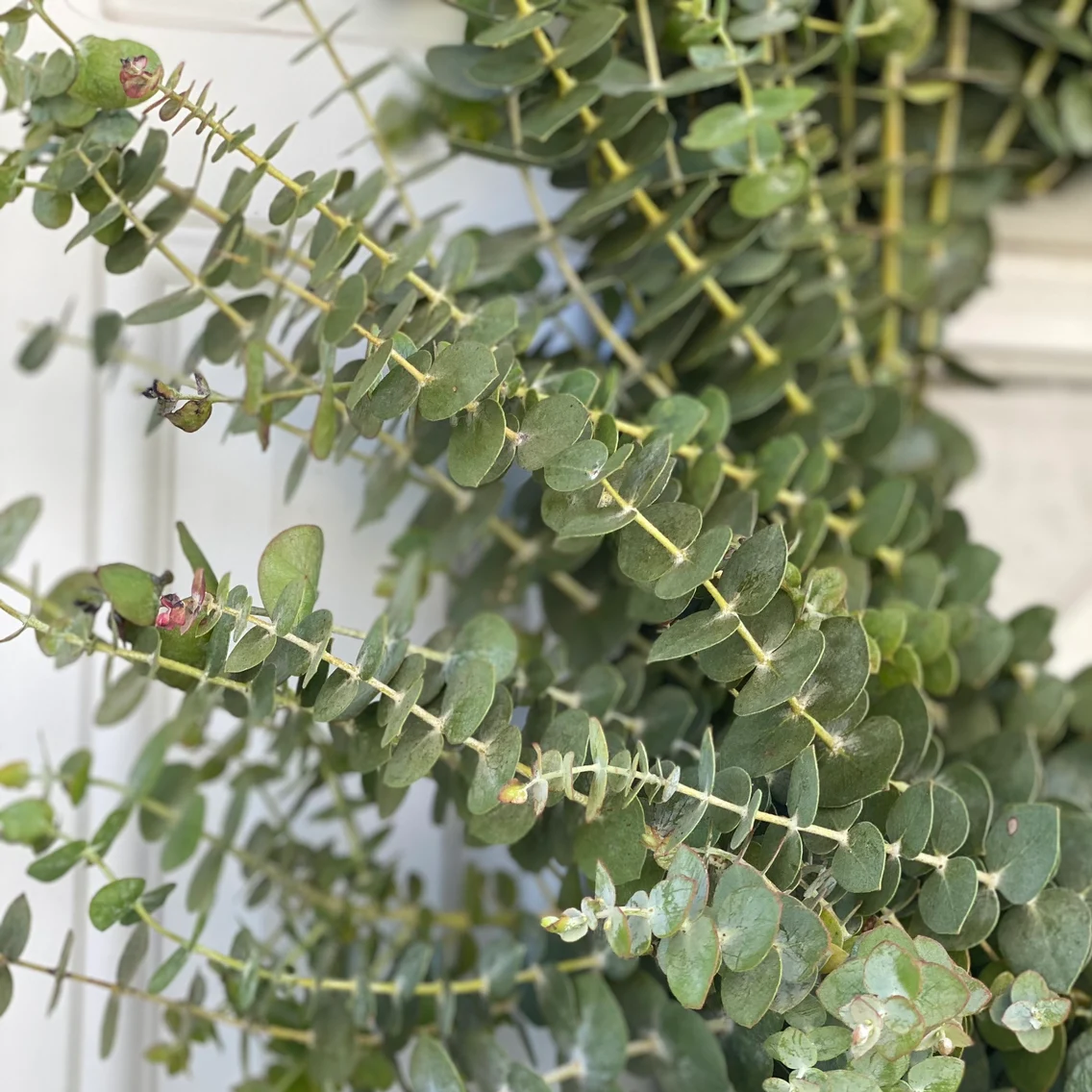 Fresh Spiral Eucalyptus Greenery Wreath