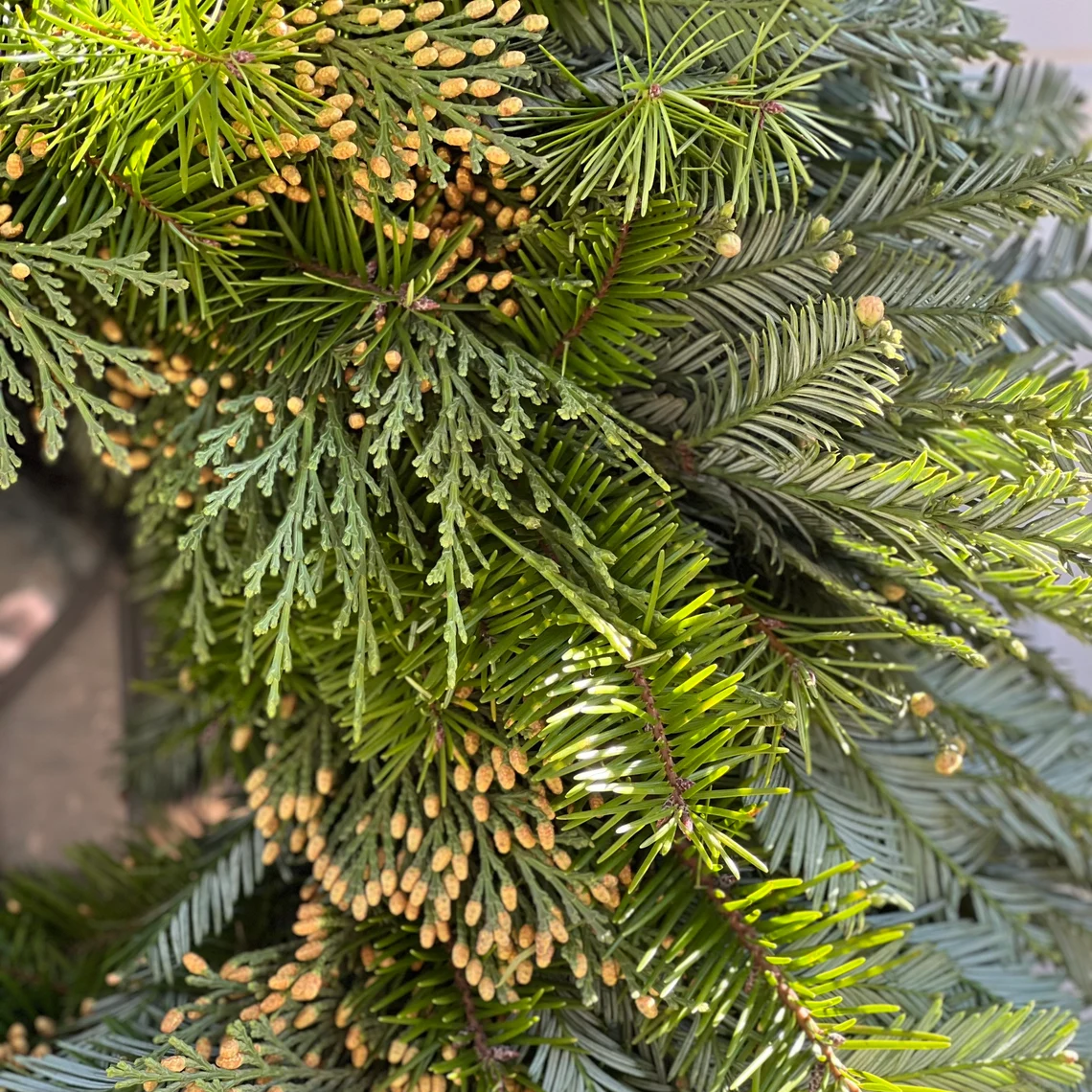 Fresh Redwood Cedar and Fir Wreath