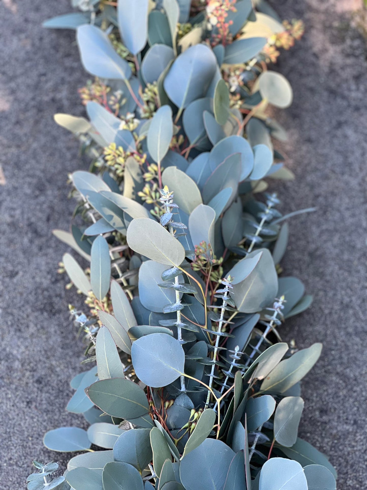 Fresh Spiral, Silver Dollar, and Seeded Eucalyptus Garland