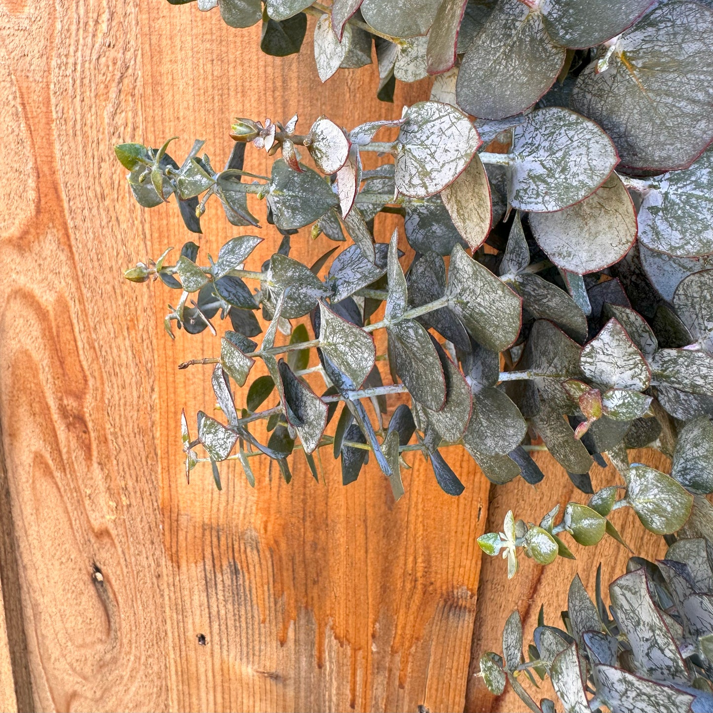 Fresh Spiral Eucalyptus Greenery Wreath