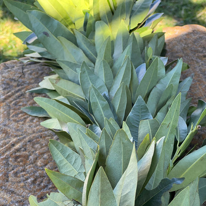 Fresh Bay Leaf Garland