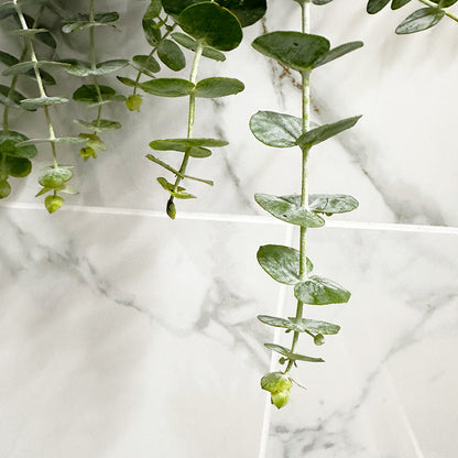 Fresh Eucalyptus Shower Bundle