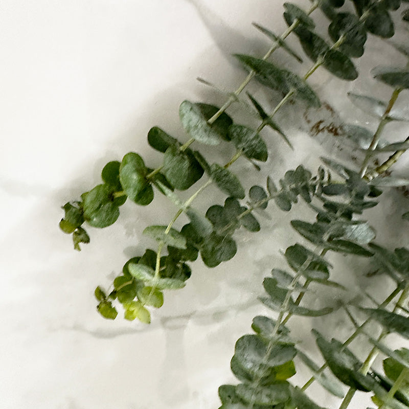 Fresh Eucalyptus Shower Bundle