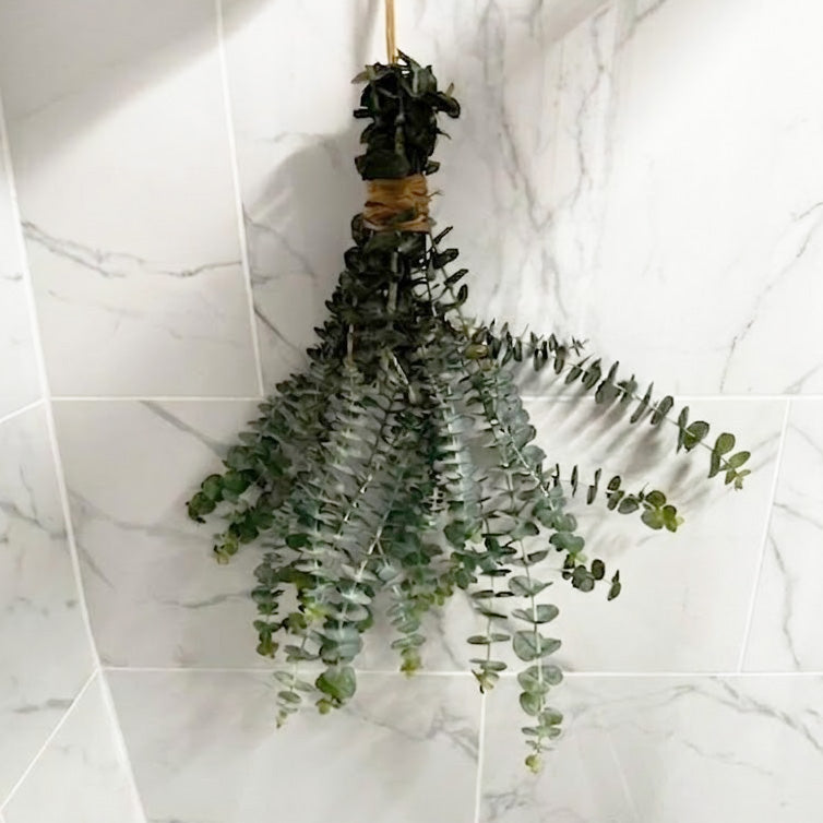 Fresh Eucalyptus Shower Bundle