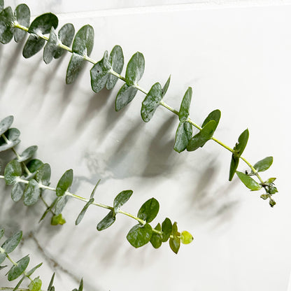 Fresh Eucalyptus Shower Bundle