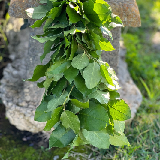 Fresh Lemon Leaf Garland