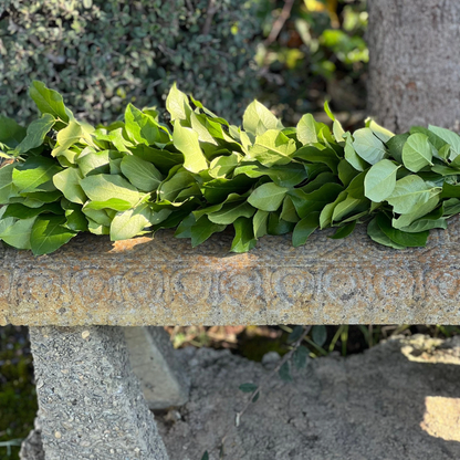 Fresh Lemon Leaf Garland