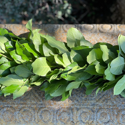 Fresh Lemon Leaf Garland
