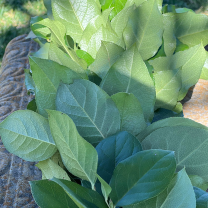 Fresh Lemon Leaf Garland
