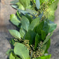 Fresh Seeded Eucalyptus and Lemon Leaf Garland