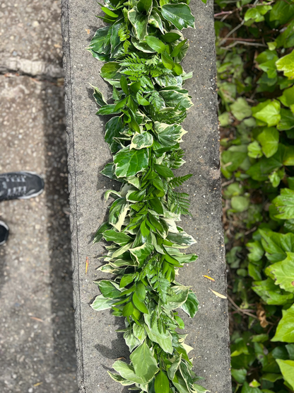 Fresh Leatherleaf Fern, Bush Ivy, and Ruscus Garland