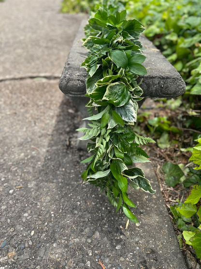 Fresh Leatherleaf Fern, Bush Ivy, and Ruscus Garland