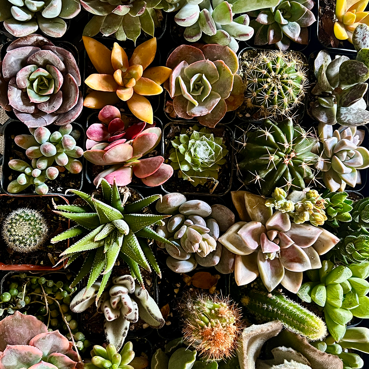 Succulent Variety Pack, Six 2" Plants