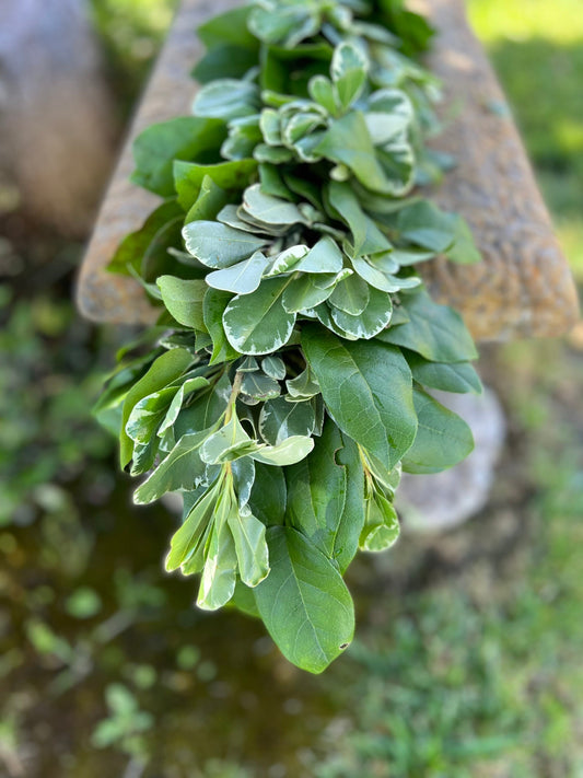 Fresh Variegated Pittosporum and Lemon Leaf Garland