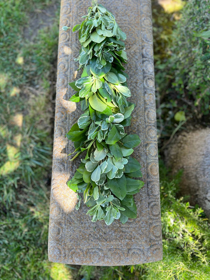 Fresh Variegated Pittosporum and Lemon Leaf Garland
