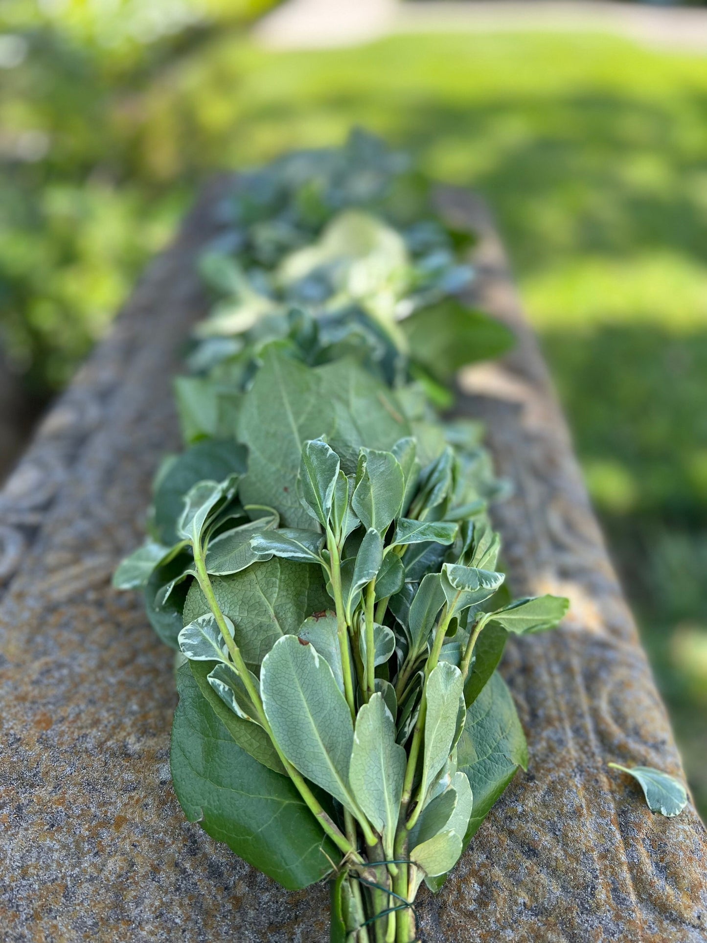 Fresh Variegated Pittosporum and Lemon Leaf Garland