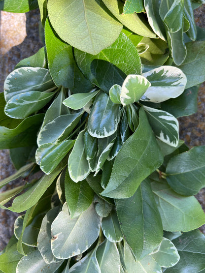 Fresh Variegated Pittosporum and Lemon Leaf Garland