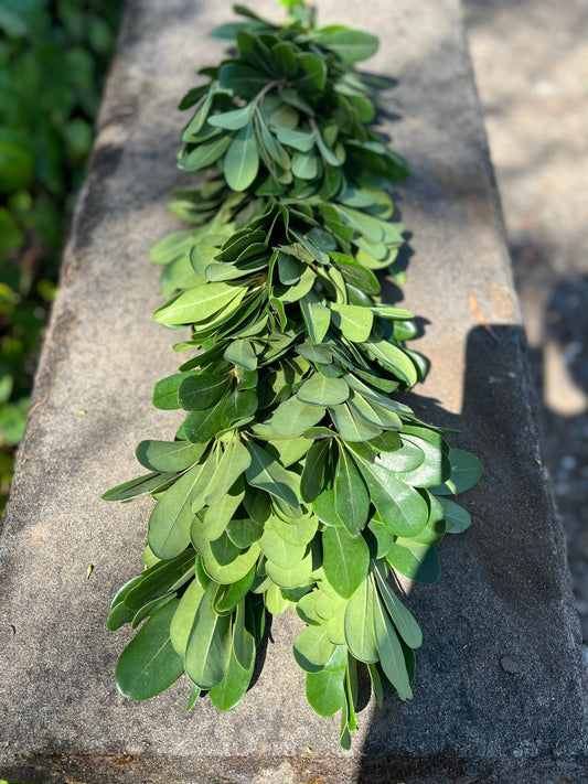 Fresh Pittosporum Garland