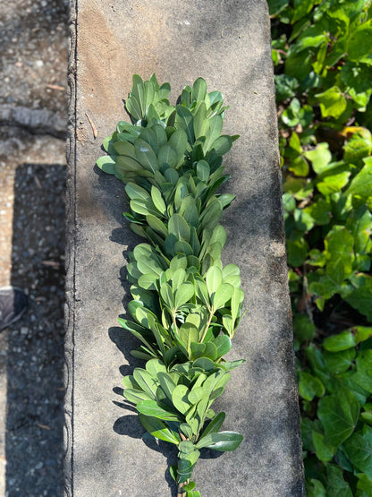Fresh Pittosporum Garland