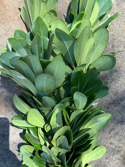 Fresh Pittosporum Garland