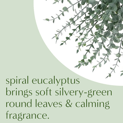 Fresh Magnolia Seeded Eucalyptus and Spiral Eucalyptus Wreath