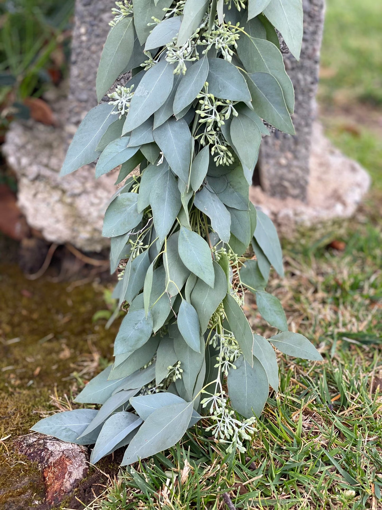 Fresh Seeded Eucalyptus Garland