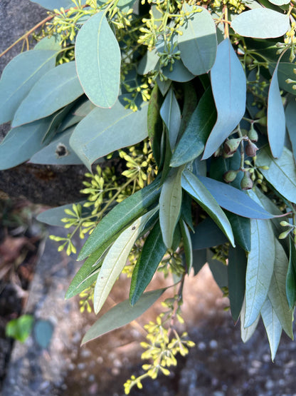 Fresh Seeded Eucalyptus and Olive Garland
