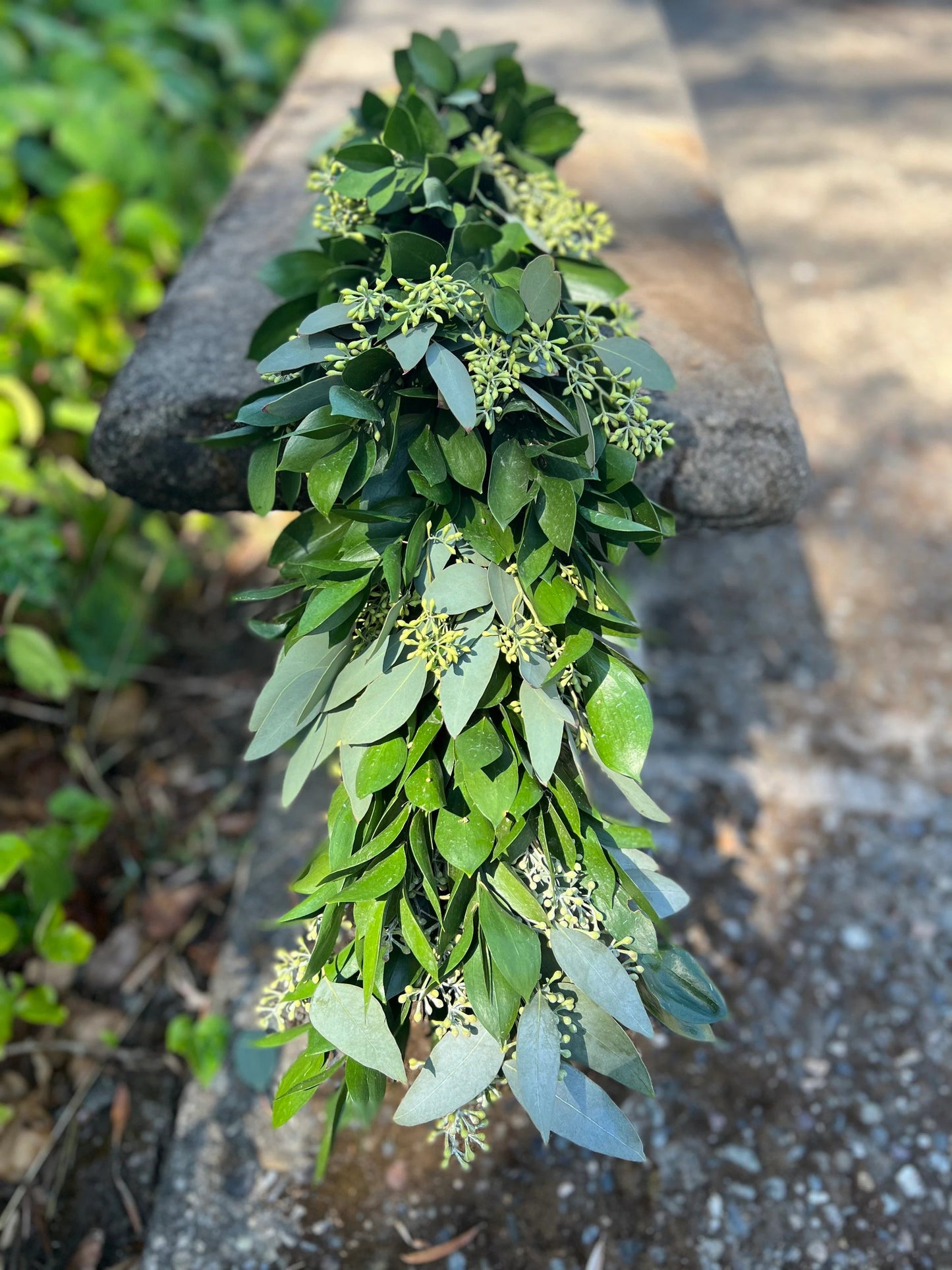 italian ruscus plant seeds Fresh Seeded Eucalyptus Ruscus Garland