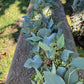 Fresh Seeded and Silver Dollar Eucalyptus Garland
