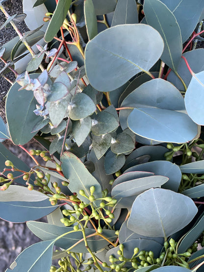 Fresh Spiral, Silver Dollar, and Seeded Eucalyptus Garland