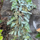Spiral and Seeded Eucalyptus Garland