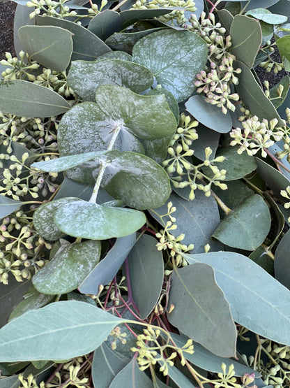 Spiral and Seeded Eucalyptus Garland