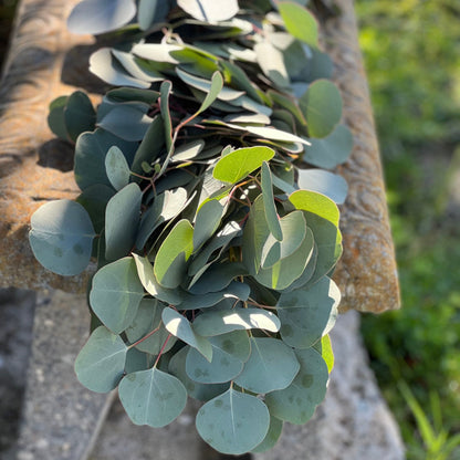 Fresh Silver Dollar Eucalyptus Garland