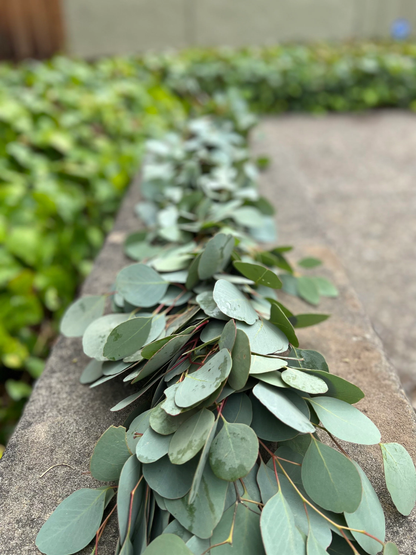 Fresh Silver Dollar Eucalyptus Garland