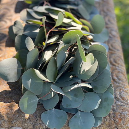 Fresh Silver Dollar Eucalyptus Garland