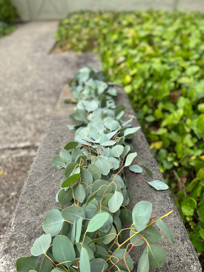 Fresh Silver Dollar Eucalyptus Garland